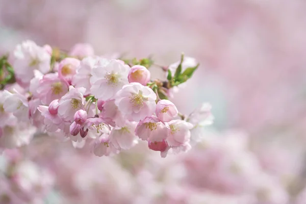 Hermosas Flores Sakura Fondos Naturales Primavera —  Fotos de Stock