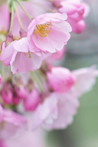 Belles Fleurs Sakura Printemps Milieux Naturels — Photo