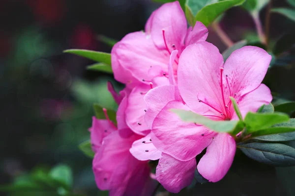 Tavaszi Azálea Virágok Művészet Elvont Természeti Háttér Jogdíjmentes Stock Képek