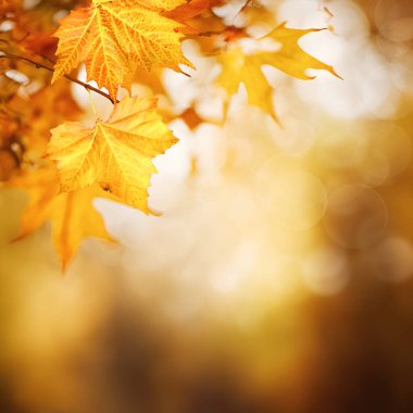 Akçaağaç yaprağı ve mevsimlik duvar kağıtlarıyla soyut sonbahar arkaplanı