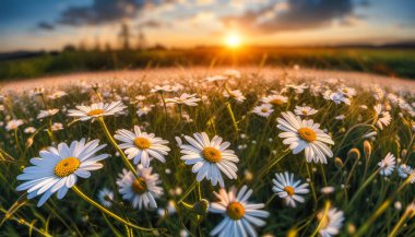Yaz zamanı, papatya çiçekleri yaz çayırlarında, doğal arka planda.