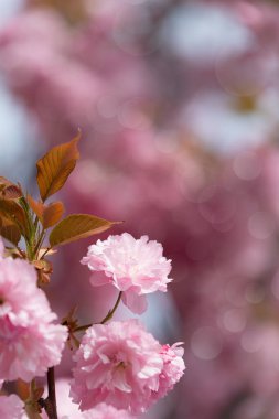 Sakura çiçekleri. Güzel doğal arka planlar, mavi arka planlar