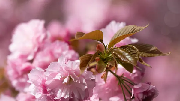 Цветы Сакуры Красивые Природные Фоны Размытым Фоном Стоковое Изображение