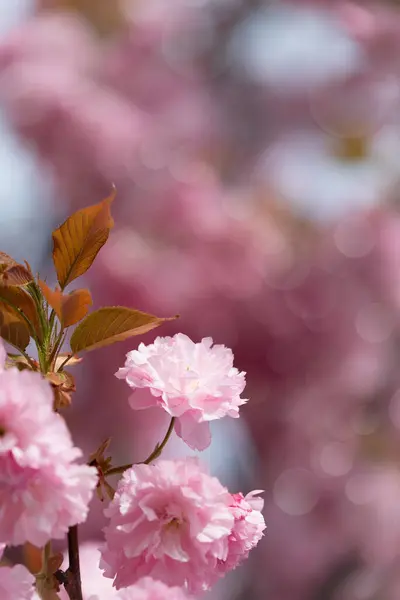 Flores Sakura Hermosos Fondos Naturales Con Fondos Borrosos Imágenes de stock libres de derechos