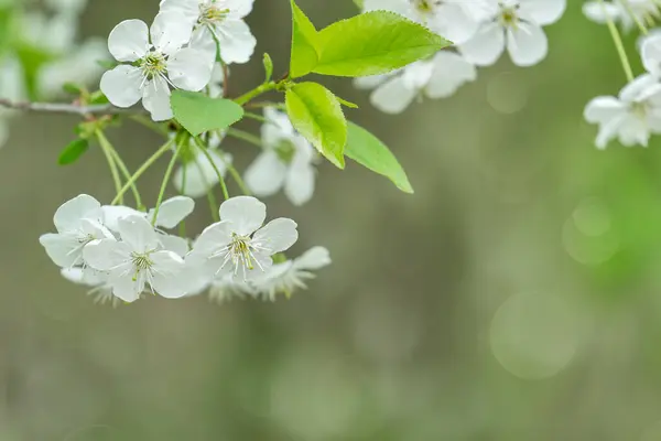 桜の花とブルーの背景を持つ抽象的な自然の背景 ストックフォト