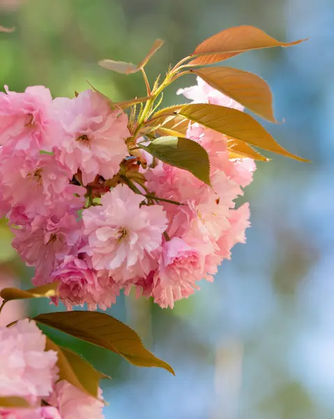 Цветы Сакуры Красивые Природные Фоны Размытым Фоном Стоковая Картинка
