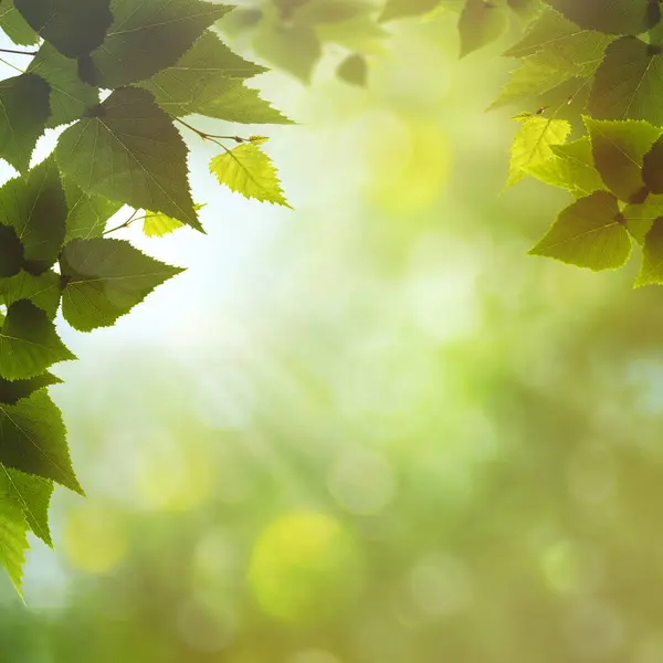 Birch Foliage Bright Sunlight Abstract Spring Summer Backgrounds Stock Photo
