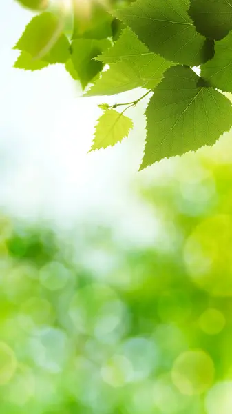 Birch Foliage Bright Sunlight Abstract Spring Summer Backgrounds Stock Image