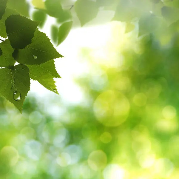 明るい日差し 抽象的な春と夏の背景の下のバチの葉 ロイヤリティフリーのストック写真