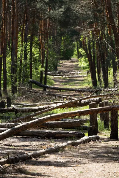 Oekraïne Bosweg Aan Rand Van Kiev Rubber Van Gekapte Bomen Stockfoto