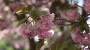 Sakura çiçekleri. Güzel doğal arka planlar, mavi arka planlar