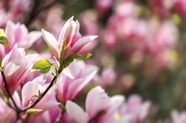 Manolya çiçekli ve mavi arkaplanlı soyut doğal arkaplan