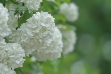 Ortanca çiçekli ve mavi arka planlı soyut doğal arkaplan