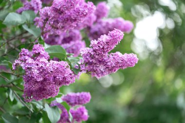 Çiçek açan leylak çiçekleri ve mavi arka planlı soyut doğal arkaplan