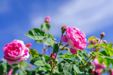 Soyut doğal arka plan, çiçek açan yabani güller ve arka plan olarak gökyüzü.
