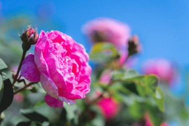 Soyut doğal arka plan, çiçek açan yabani güller ve arka plan olarak gökyüzü.