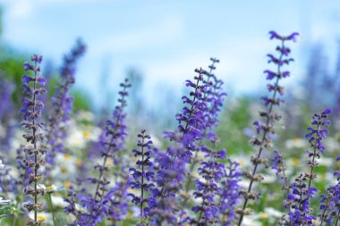 Soyut doğal arka plan, çiçek açan yabani adaçayı ve arka plan olarak gökyüzü.