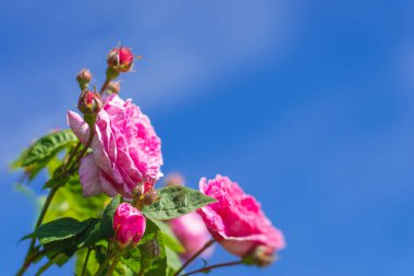 Soyut doğal arka plan, çiçek açan yabani güller ve arka plan olarak gökyüzü.