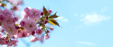 Narin beyaz ve pembe kiraz çiçeklerinin panoramik fotoğrafı bahar aylarında çiçek açarken çekildi. 