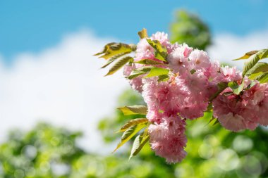 İlkbahar Senfonisi güzel Sakura Çiçekleri. Mevsimlik arka planlar