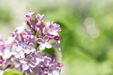 Bahar Senfonisi Bloom 'daki güzel leylak çiçekleri. Mevsimlik Arkaplanlar