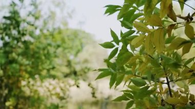 Yeşil yaprakların durağan görüntüsü rüzgarda hafifçe hareket ediyor, arka planda çayır ve gökyüzü, meditasyon ve rahatlama için mükemmel.