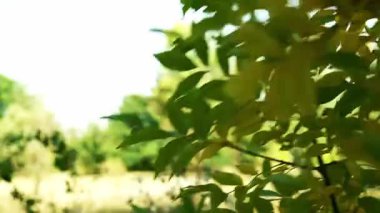 Yeşil yaprakların durağan görüntüsü rüzgarda hafifçe hareket ediyor, arka planda çayır ve gökyüzü, meditasyon ve rahatlama için mükemmel.