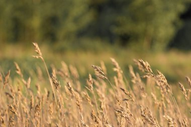 Güneşli bir günde rüzgarda sallanan yabani otların huzurlu arka planı. Kırsal yaşamın sakin atmosferini ve yaz sükunetini yakalıyor. Meditasyon, arka plan dokuları, sağlık içeriği veya doğa belgeselleri için ideal.