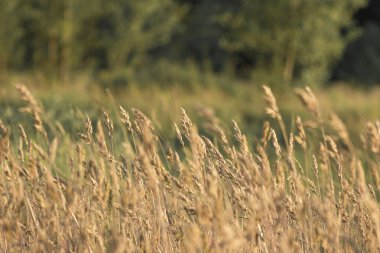 Güneşli bir günde rüzgarda sallanan yabani otların huzurlu arka planı. Kırsal yaşamın sakin atmosferini ve yaz sükunetini yakalıyor. Meditasyon, arka plan dokuları, sağlık içeriği veya doğa belgeselleri için ideal.