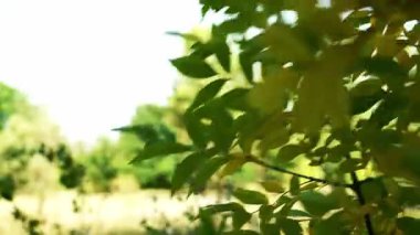 Yeşil yaprakların durağan görüntüsü rüzgarda hafifçe hareket ediyor, arka planda çayır ve gökyüzü, meditasyon ve rahatlama için mükemmel.