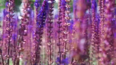 Parkta renkli yaz çiçeklerinin yavaş çekim makrosu, canlı mavi, mor ve kırmızı yapraklar, gün ışığı