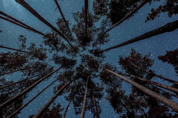 Ночное Небо Сосновом Лесу Рождество — стоковое фото
