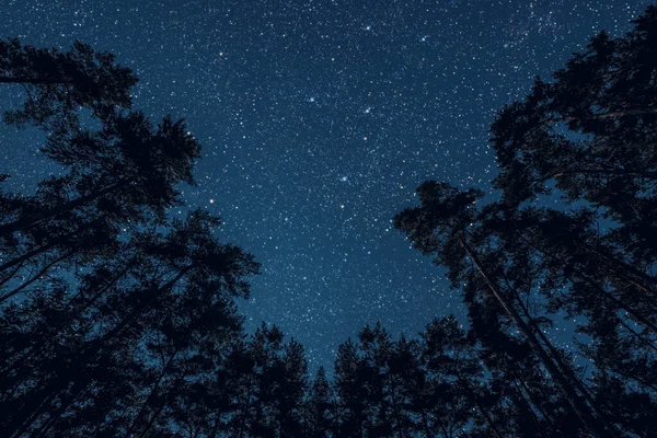クリスマスの日に松林の夜空 — ストック写真