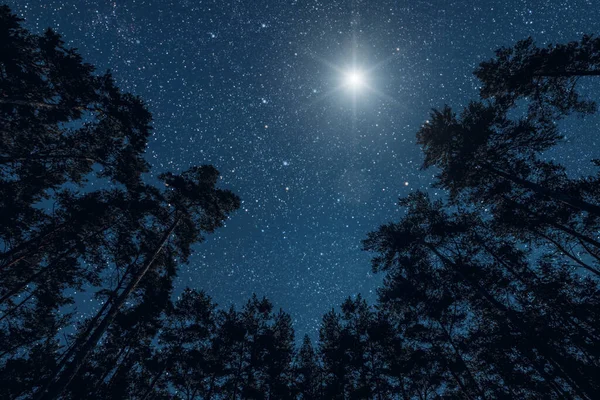 Nachthimmel Kiefernwald Weihnachtstag — Stockfoto