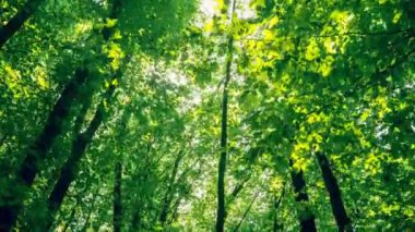 bahar ormanında bir yürüyüş