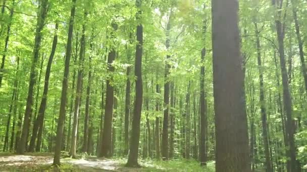 Promenad Vår Skogen — Stockvideo