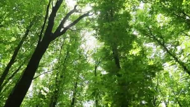 Een Wandeling Het Voorjaarbos — Stockvideo