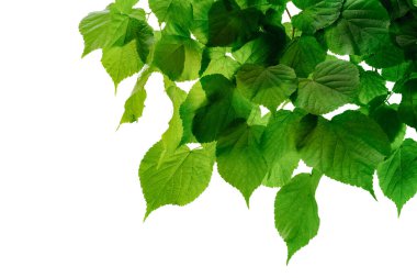 a green forest trees leaf 