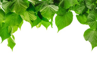 a green forest trees leaf 