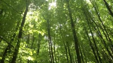 Bahar ormanı ağaçları. doğa yeşil ahşap güneş ışığı arka planı.