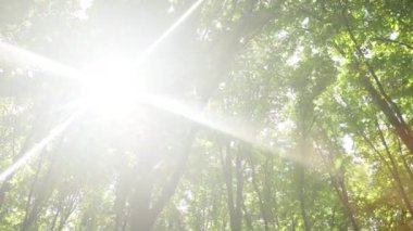 Bahar ormanı ağaçları. doğa yeşil ahşap güneş ışığı arka planı.