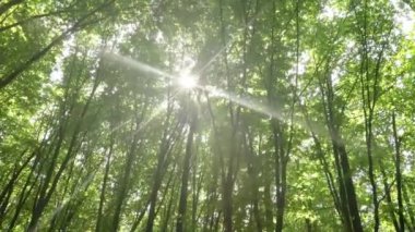 Bahar ormanı ağaçları. doğa yeşil ahşap güneş ışığı arka planı.