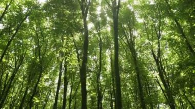 Bahar ormanı ağaçları. doğa yeşil ahşap güneş ışığı arka planı.