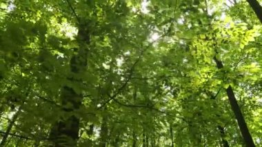 Bahar ormanı ağaçları. doğa yeşil ahşap güneş ışığı arka planı.