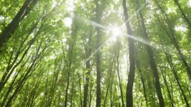 Bahar ormanı ağaçları. doğa yeşil ahşap güneş ışığı arka planı.