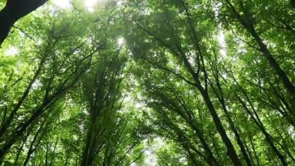 Весенние Леса Природа Зеленая Древесина Солнечный Свет Фон — стоковое видео