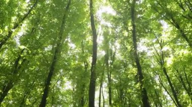 Sabah güzel orman manzarası