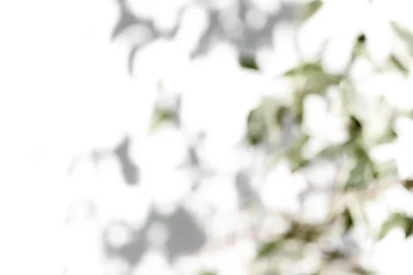 Een Schaduwboom Met Bladeren Een Witte Achtergrond — Stockfoto