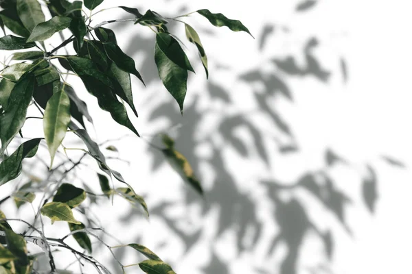 白地に葉を持つ影の木 — ストック写真