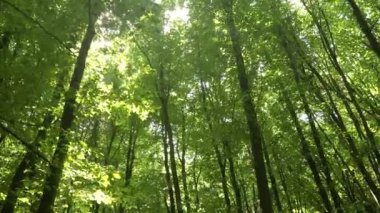 Sabah güzel orman manzarası